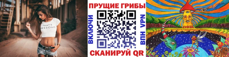купить наркотик  Опочка  Псилоцибиновые грибы Psilocybine cubensis 